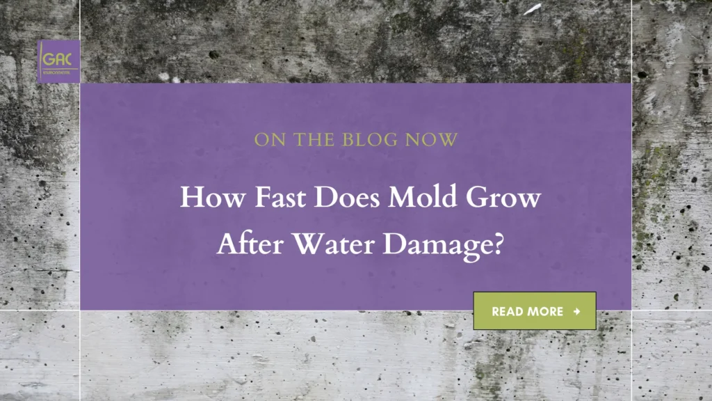 Can Mold Cause Lung Infection? A Complete Guide